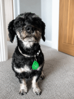 caretags-pets